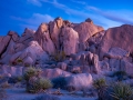 M10_JoshuaTree_180205-M101010076