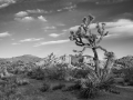 M10_JoshuaTree_180205-M101010123