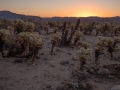 M10_JoshuaTree_180208-M1010431