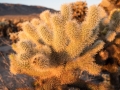 M10_JoshuaTree_180208-M1010448