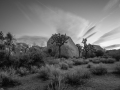 GFX50S_JoshuaTree_190204_0871