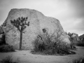 GFX50S_JoshuaTree_190204_0981