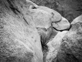 GFX50S_JoshuaTree_190204_1004