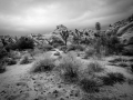 GFX50S_JoshuaTree_190204_1021-HDR