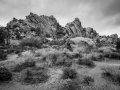 GFX50S_JoshuaTree_190205_1091