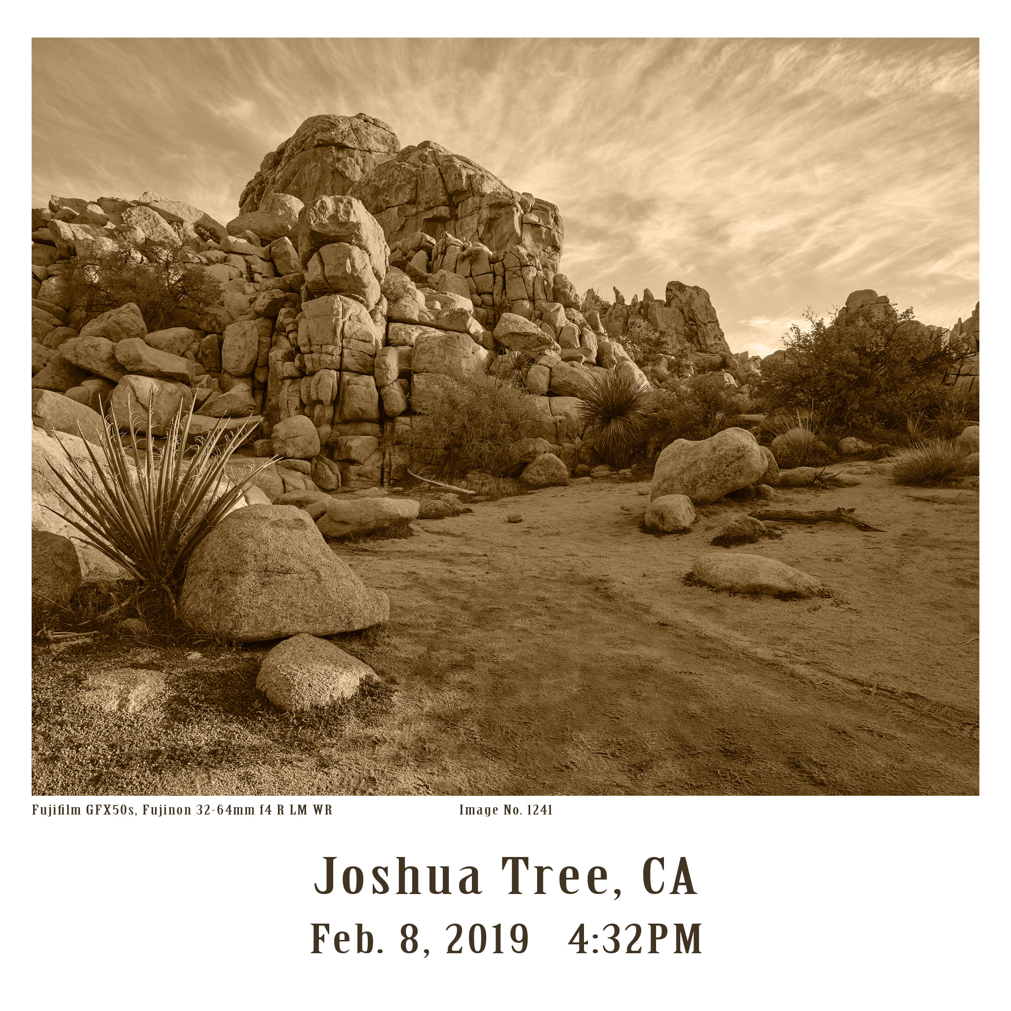 Joshua-Tree-GFX-2019-1241