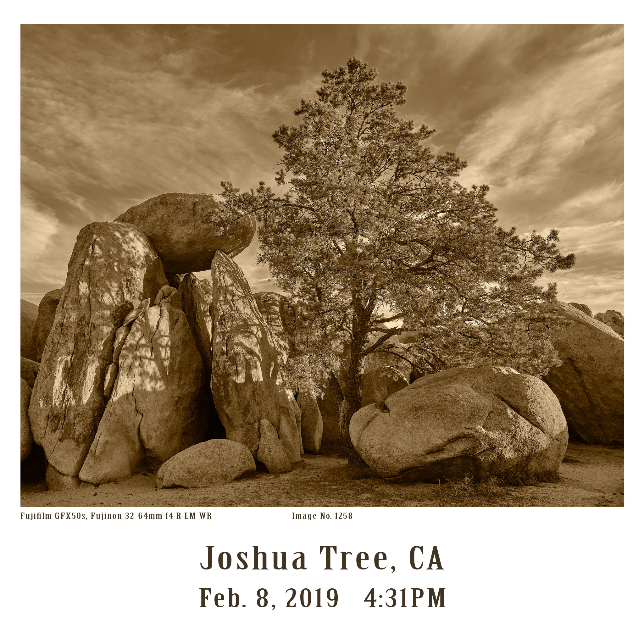 Joshua-Tree-GFX-2019-1258
