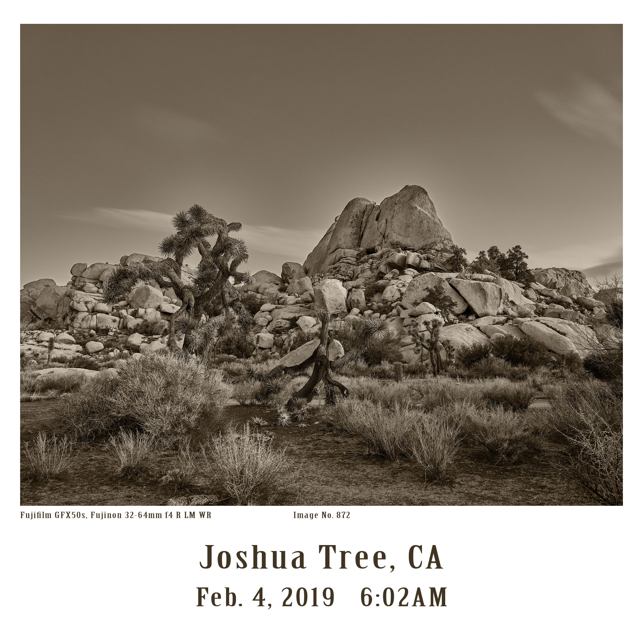 Joshua-Tree-GFX-2019-872