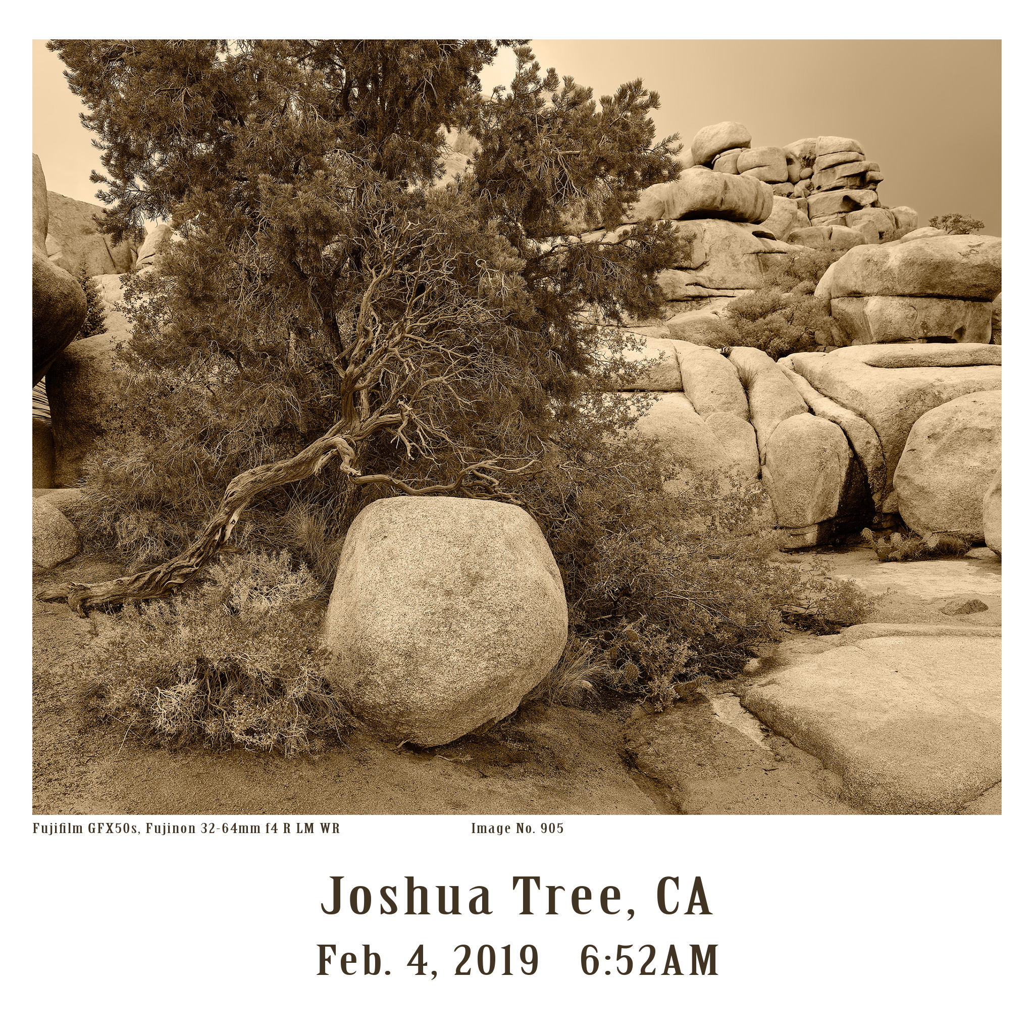 Joshua-Tree-GFX-2019-905