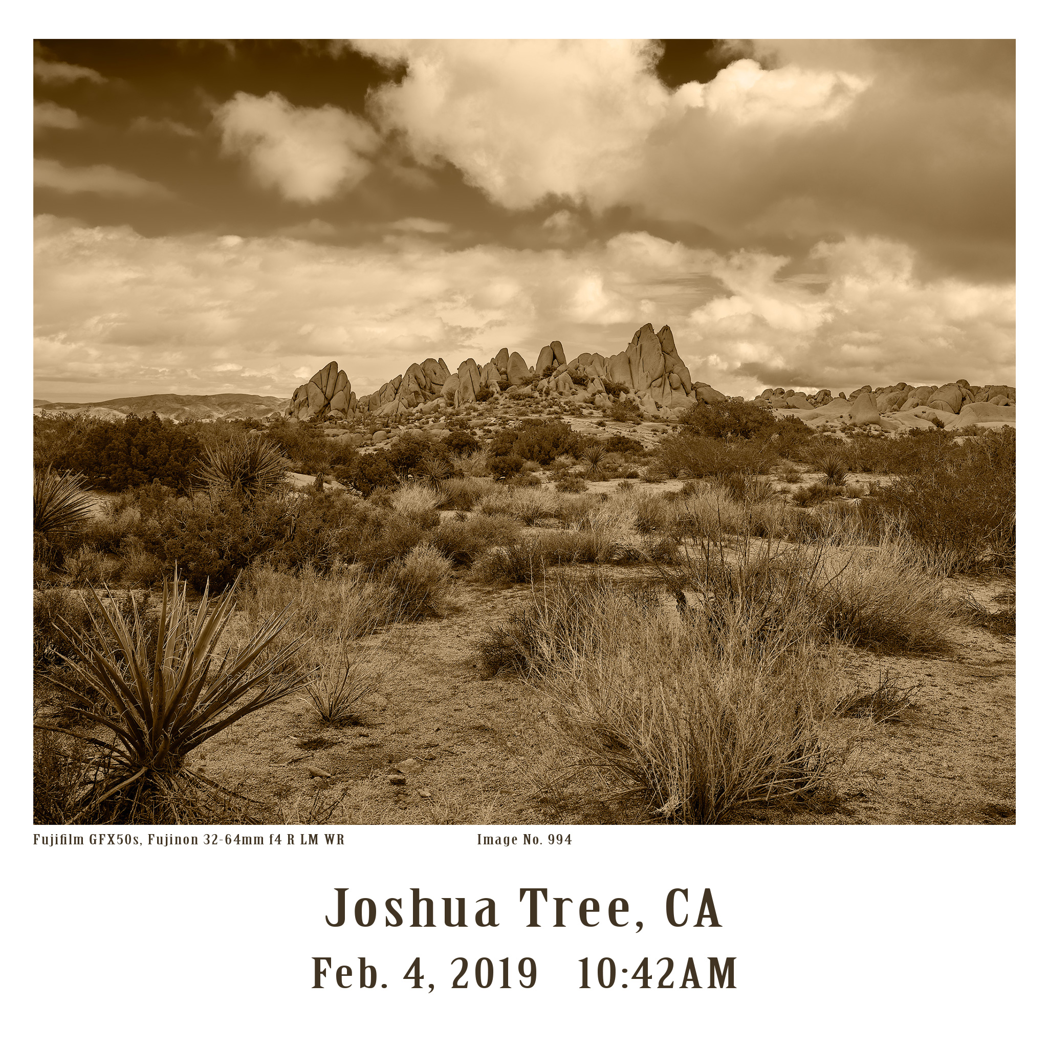 Joshua-Tree-GFX-2019-994