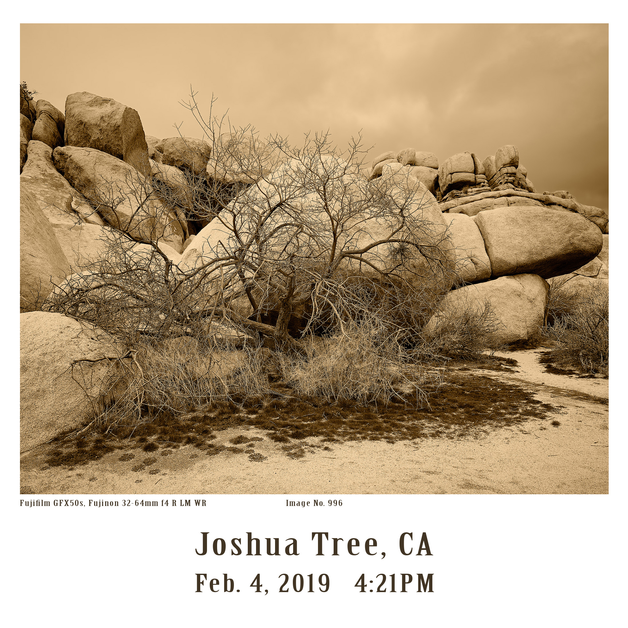 Joshua-Tree-GFX-2019-996