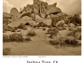 Joshua-Tree-GFX-2019-1161