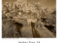 Joshua-Tree-GFX-2019-1234