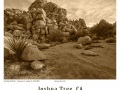 Joshua-Tree-GFX-2019-1241