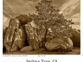 Joshua-Tree-GFX-2019-1258