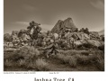 Joshua-Tree-GFX-2019-872