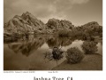 Joshua-Tree-GFX-2019-895