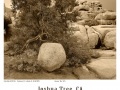 Joshua-Tree-GFX-2019-905