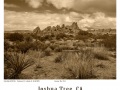 Joshua-Tree-GFX-2019-994