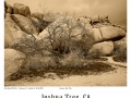 Joshua-Tree-GFX-2019-996