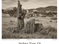 Joshua-Tree-GFX-2020-054