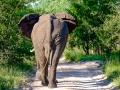 X-T1_Africa_XTGF0702_150105
