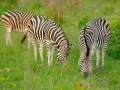 X-T1_Africa_XTGF0898_150105