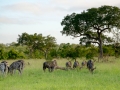 X-T1_Africa_XTGF0350_150105