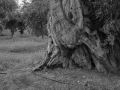 Tree 6