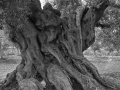 Tree 7