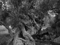 Tree 8