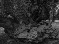 Tree 9