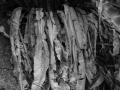 DeadFernLeaves