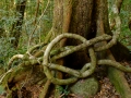 LoveKnot