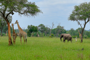 X-T1G_Africa_XTGF0065_150104-Edit