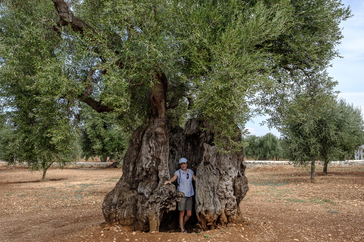 Ancient Olive Trees in Crisis